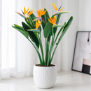 Potted plant on a wooden coffee table in a living room setting