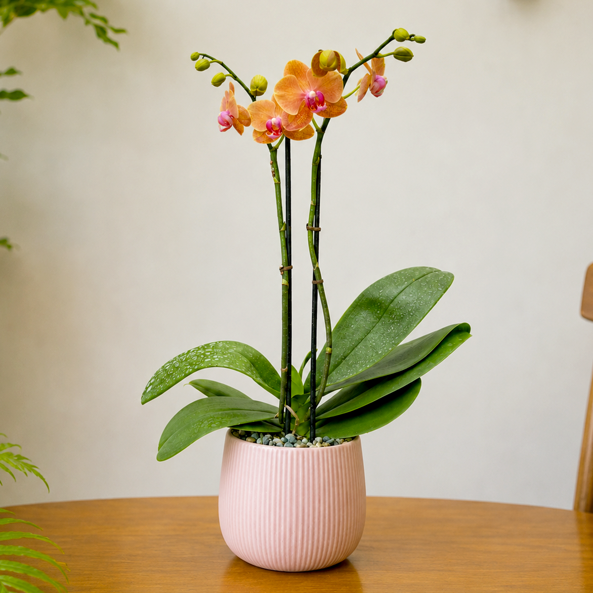 Buy 5 inch Orchid 'Orange Phalaenopsis' online. The Orange Phalaenopsis Orchid is a stunning flowering houseplant admired for its vibrant orange blooms and elegant, long-lasting flowers. It thrives in bright, indirect light with a well-draining orchid mix and benefits from moderate watering and good air circulation. This beautiful indoor orchid is perfect for homes, offices, or as a thoughtful gift for any plant lover.
