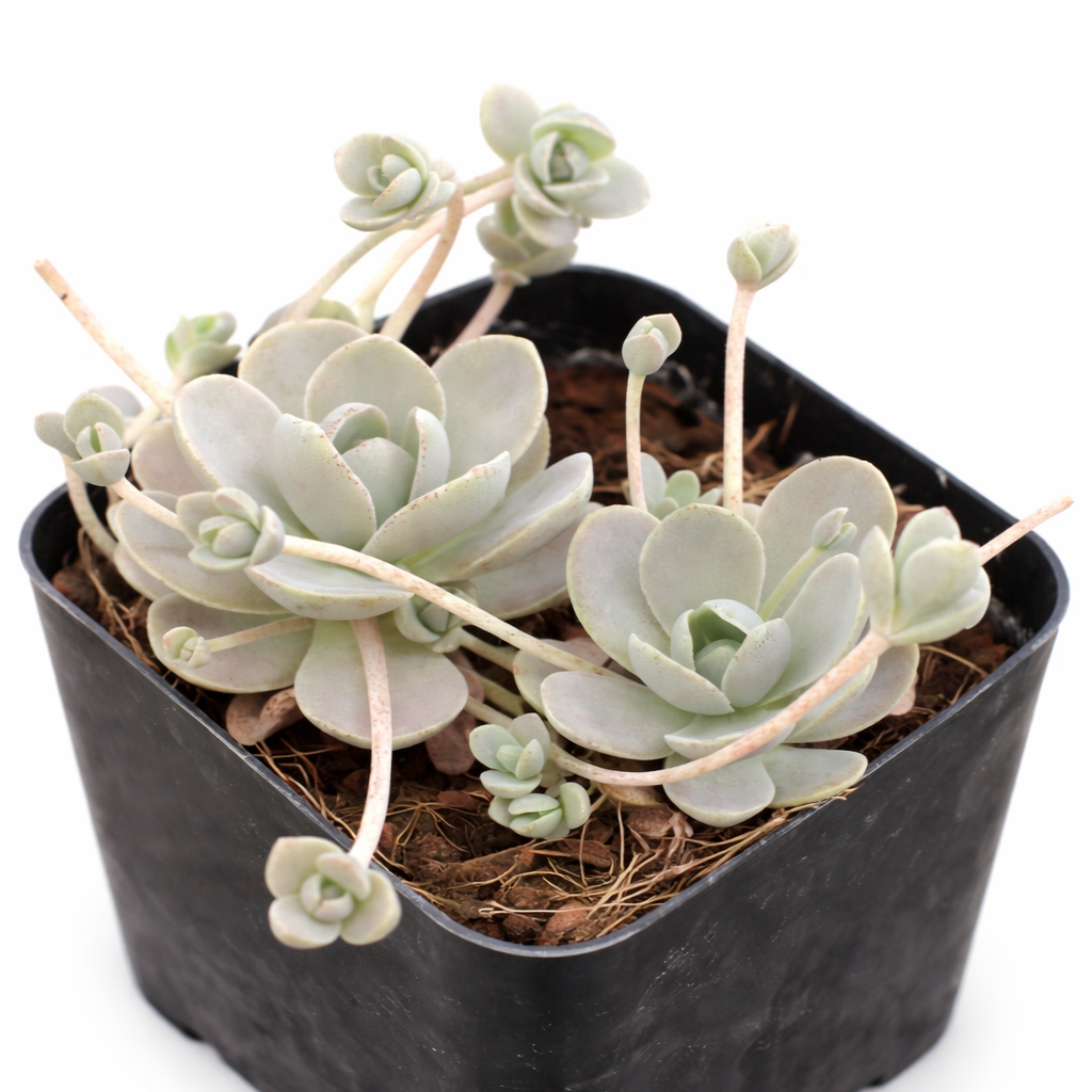 2 inch Chinese Dunce Cap', green succulents, indoor succulents, succulent care guide, buy succulents online