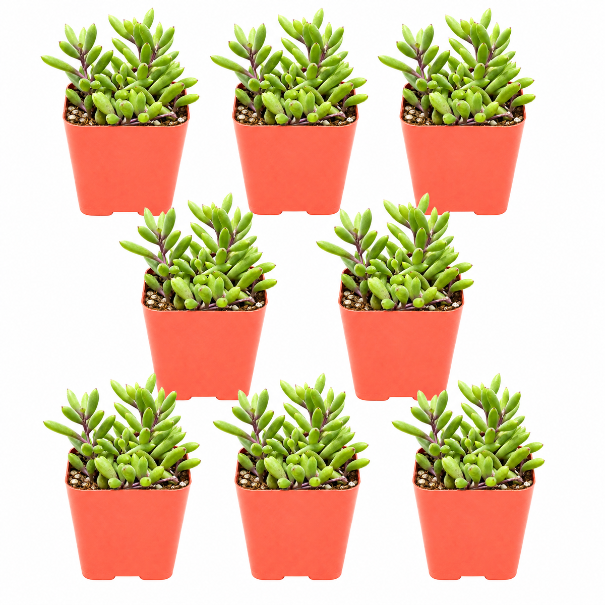 Buy an 8-pack of Ruby Necklace Succulent live plants online. Each Othonna capensis features fleshy leaves on cascading stems with ruby-red tones in bright light. Easy to care for, they thrive in bright light, well-draining soil, and minimal watering.