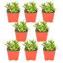 Buy an 8-pack of Ruby Necklace Succulent live plants online. Each Othonna capensis features fleshy leaves on cascading stems with ruby-red tones in bright light. Easy to care for, they thrive in bright light, well-draining soil, and minimal watering.
