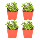 Buy an 8-pack of Ruby Necklace Succulent live plants online. Each Othonna capensis features fleshy leaves on cascading stems with ruby-red tones in bright light. Easy to care for, they thrive in bright light, well-draining soil, and minimal watering.