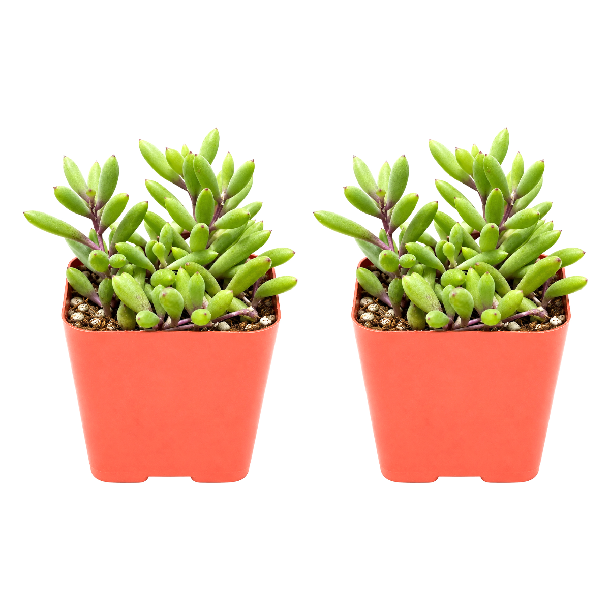 Buy Ruby Necklace Succulent 2-pack live plants online. These trailing succulents feature fleshy green leaves and purple stems that turn ruby red in bright light. Easy to care for, they thrive in bright light, well-draining soil, and minimal watering.