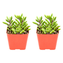 Buy an 8-pack of Ruby Necklace Succulent live plants online. Each Othonna capensis features fleshy leaves on cascading stems with ruby-red tones in bright light. Easy to care for, they thrive in bright light, well-draining soil, and minimal watering.
