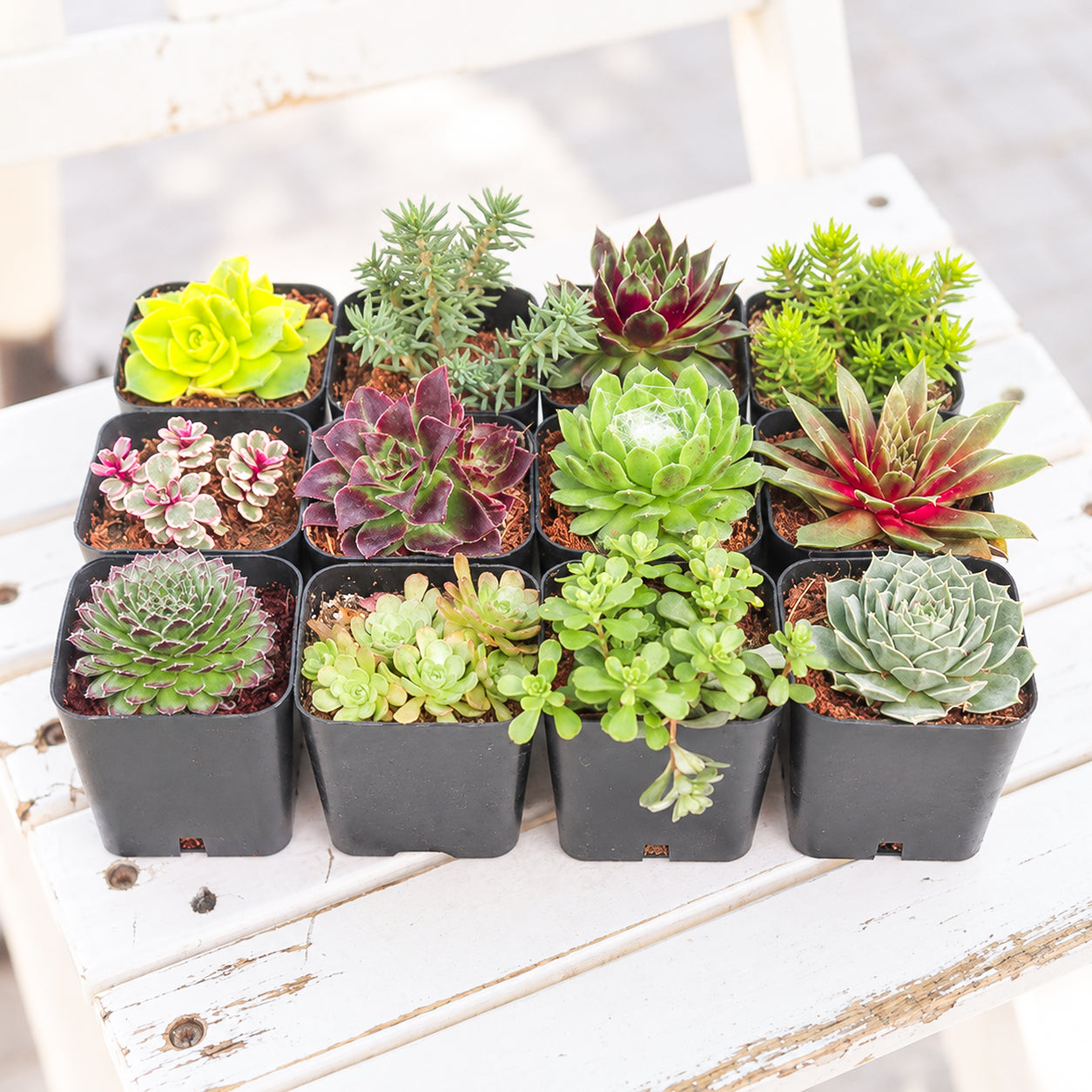 Outdoor Succulent Pack