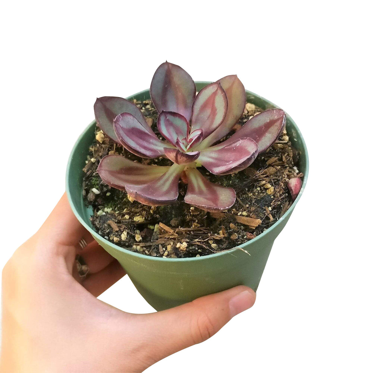 Painted Echeveria Nodulosa, cactus, succulent care, succulents store in CA, monthly succulents, succulents shop in California, succulents garden, succulent subscription, Painted Echeveria Nodulosa in California, How to grow Painted Echeveria Nodulosa, Echeveria for thanksgiving, How to care echeveria succulents for thanksgiving, echeveria, echeveria succulent, echeveria types, succulent echeveria, buy succulents online, succulent shop, succulent store, echeveria plant, indoor succulents