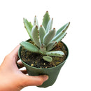 Kalanchoe Tomentosa for sale, succulent plant, cactus, succulent care guide, succulent care tips, Succulents, succulent care, monthly succulents, succulent subscription, Kalanchoe Tomentosa in California, How to grow Kalanchoe Tomentosa. indoor succulents