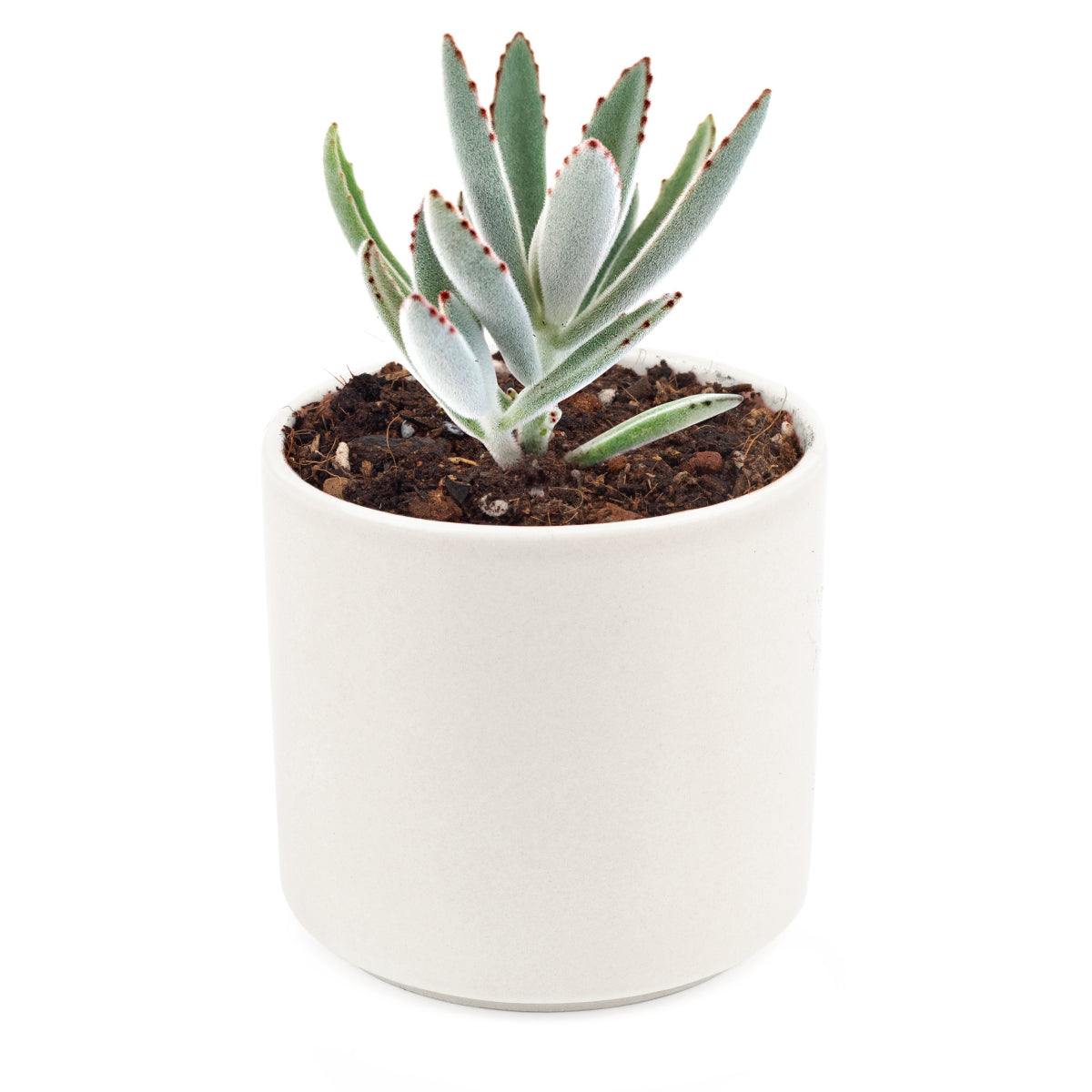 panda succulent pot Panda Plant Kalanchoe