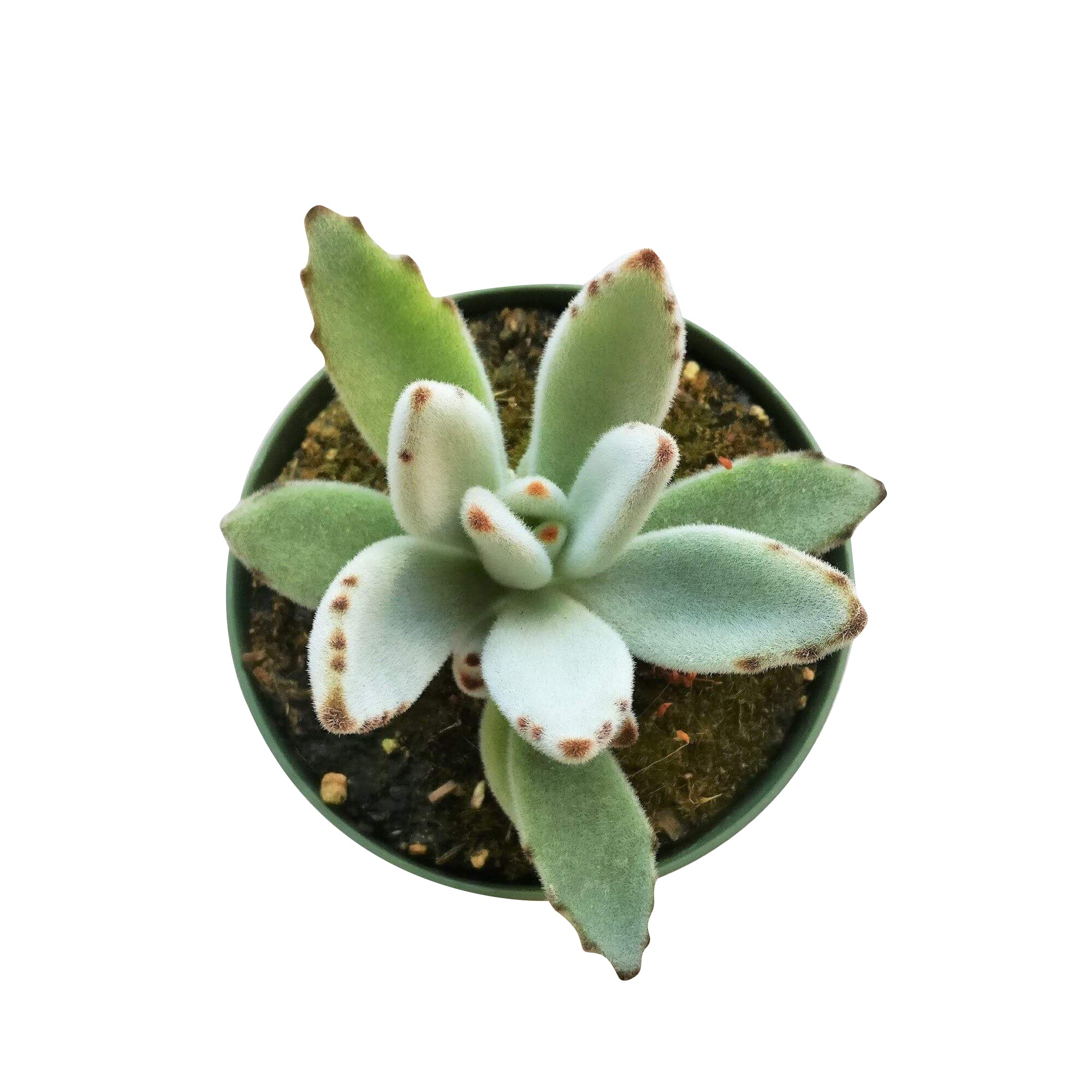 panda succulent pot Panda Plant Kalanchoe