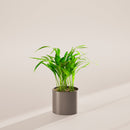 Areca Palm Indoor Tree
