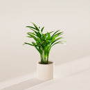 Areca Palm Indoor Tree