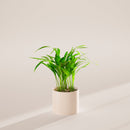Areca Palm Indoor Tree