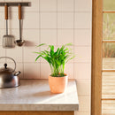 Areca Palm Indoor Tree