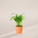 Areca Palm Indoor Tree