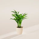 Areca Palm Indoor Tree