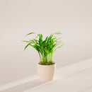 Areca Palm Indoor Tree