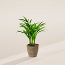 Areca Palm Indoor Tree