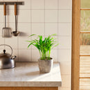 Areca Palm Indoor Tree