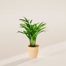 Areca Palm Indoor Tree