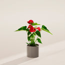 Flamingo Flower