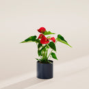 Flamingo Flower