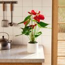 Flamingo Flower