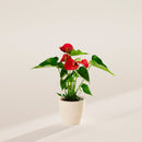 Flamingo Flower