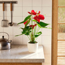 Flamingo Flower