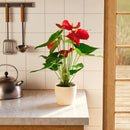 Flamingo Flower