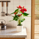 Flamingo Flower