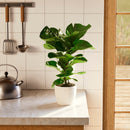 Fiddle Leaf Fig Tree (Ficus Lyrata)