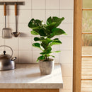 Fiddle Leaf Fig Tree (Ficus Lyrata)