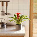 Bromeliad Guzmania
