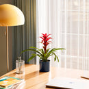 Bromeliad Guzmania