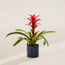 Bromeliad Guzmania