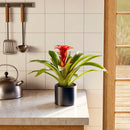 Bromeliad Guzmania