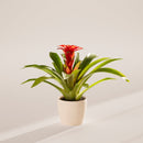 Bromeliad Guzmania
