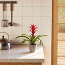 Bromeliad Guzmania