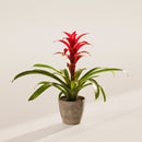 Bromeliad Guzmania