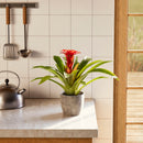 Bromeliad Guzmania