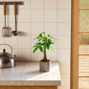 Money Tree Plant