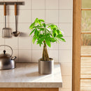Money Tree Plant