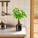 Money Tree Plant