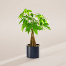 Money Tree Plant