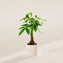 Money Tree Plant