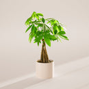 Money Tree Plant
