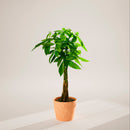Money Tree Plant