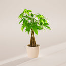 Money Tree Plant