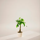 Money Tree Plant
