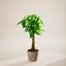 Money Tree Plant